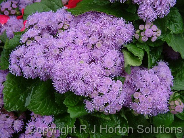 Ageratum 2